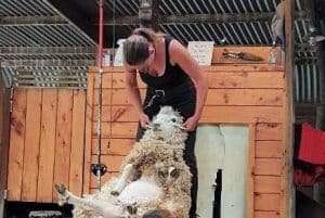 Neuseeland Urlaub Auckland Schafe scheren Schafschur Schafsfarm Tagestour live Tagesausflüge deutsch reiseveranstalter Neuseelandspezialist