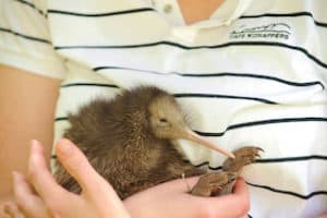Neuseeland Vogel Kiwi Baby Cape Kidnappers Kiwivögel2