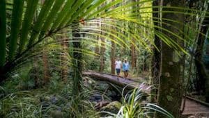 Northland Neuseeland Regenwald wander touren gruppenreisen selbstfahrerreisen mietwagentouren deutsch geführte Kleingruppenreise studienreise wandern hiken natur Neuseelandreiseanbieter