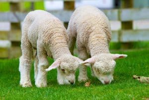 Neuseeland Urlaub Auckland Schafe scheren Schafschur Schafsfarm Tagestour live Tagesausflüge deutsch reiseveranstalter Neuseelandspezialist