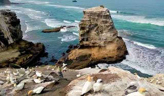 Auckland urlaub neuseeland tagestour westküste muriwai ausflug neuseelandreise deutsch