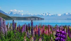 neuseeland lake tekapo rundreisen gruppenreisen natur individuell mietwagenreisen erlebnisreisen