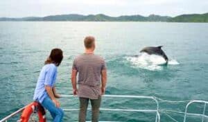 neuseeland bay of islands paihia delfine rundreise gruppenreise neuseeland neuselandreise kleingrupe 3 wochen selbstfahrer neuseelandspezialist angebote neuseelandurlaub