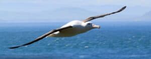 Neuseeland rundreise gruppenreise dunedin Albatross selbstfahrer rundreisen 3 wochen luxusreise neuseeland urlaub auf eigene faus mitwagenreisen neuseelandreise spezialist